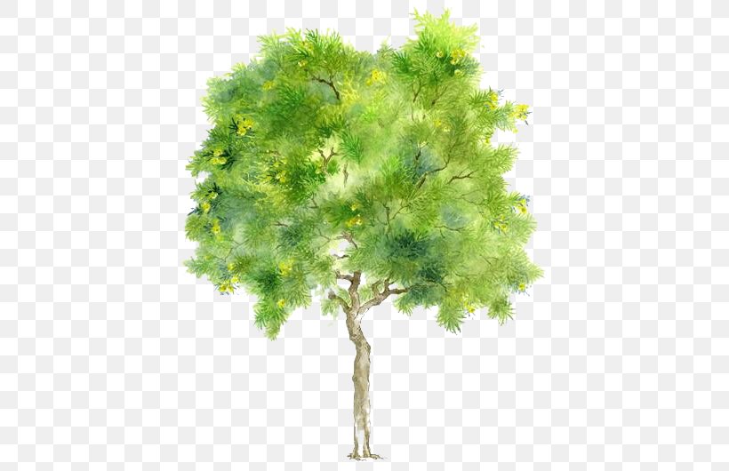 Tree Branch Drawing, PNG, 530x530px, Tree, Animaatio, Branch, Cartoon, Drawing Download Free