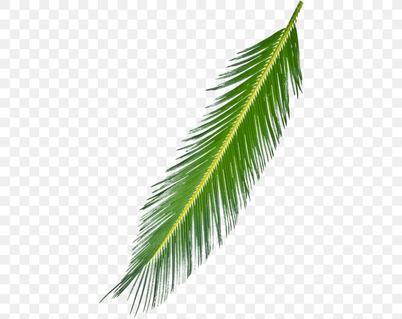 Asian Palmyra Palm Arecaceae Palm Branch Leaf Subtropics, PNG, 420x651px, Asian Palmyra Palm, Arecaceae, Arecales, Borassus Flabellifer, Date Palm Download Free