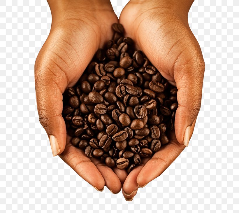 Jamaican Blue Mountain Coffee Stock Photography Coffee Bean Cocoa Bean, PNG, 590x730px, Jamaican Blue Mountain Coffee, Cocoa Bean, Coffee, Coffee Bean, Drink Download Free
