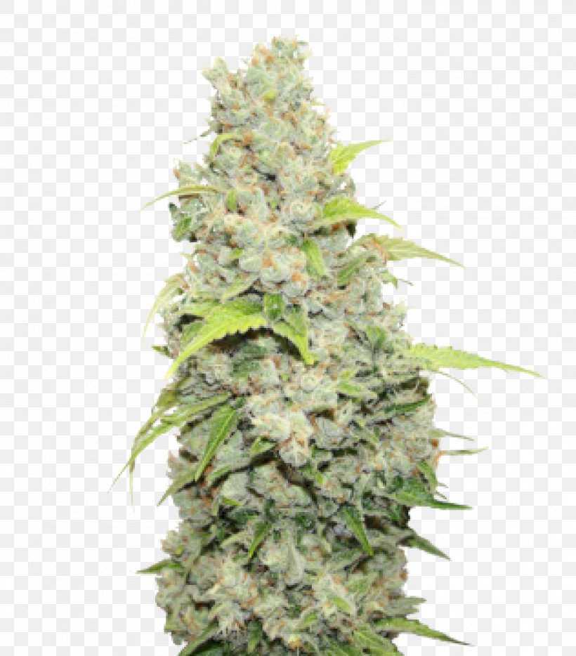MEDICALSEEDS S.L. Sour Diesel Cultivar Medical Cannabis, PNG, 1404x1600px, Sour Diesel, Barcelona, Cannabis Sativa, Cultivar, Diesel Download Free