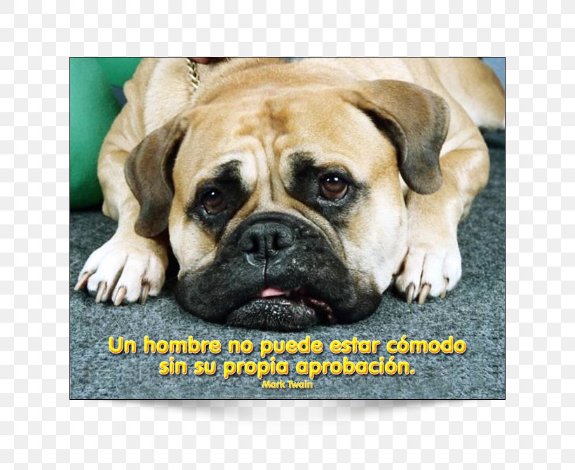 Why Does My Dog . . . ? Dog Grooming Cat Puppy, PNG, 650x670px, Dog, Animal, Animal Behavior Consultant, Boxer, Bulldog Download Free