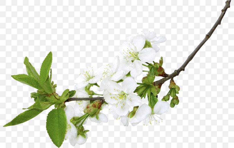 Branch Clip Art, PNG, 800x519px, Branch, Blossom, Cherry Blossom, Flower, Flowering Plant Download Free