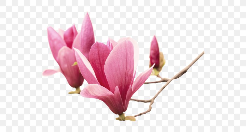 Chinese Magnolia Southern Magnolia Magnolia Liliiflora Magnolia Family Wall Decal, PNG, 700x440px, Chinese Magnolia, Blossom, Branch, Bud, Flower Download Free