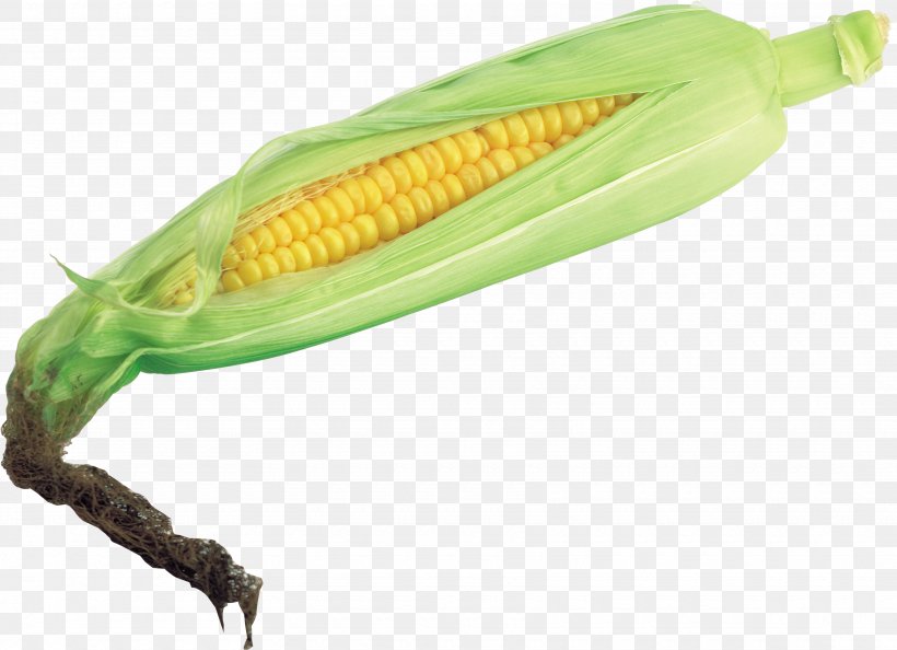Corn On The Cob Maize Vegetable Husk, PNG, 3480x2525px, Corn On The Cob, Cereal, Commodity, Corn Kernel, Corn Soup Download Free