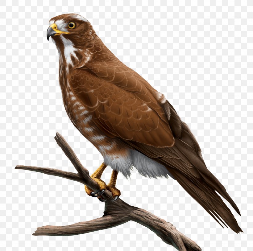 Hawk Grey Hyperrealism Buzzard, PNG, 1024x1017px, Hawk, Accipitriformes, Animal, Avatar, Beak Download Free