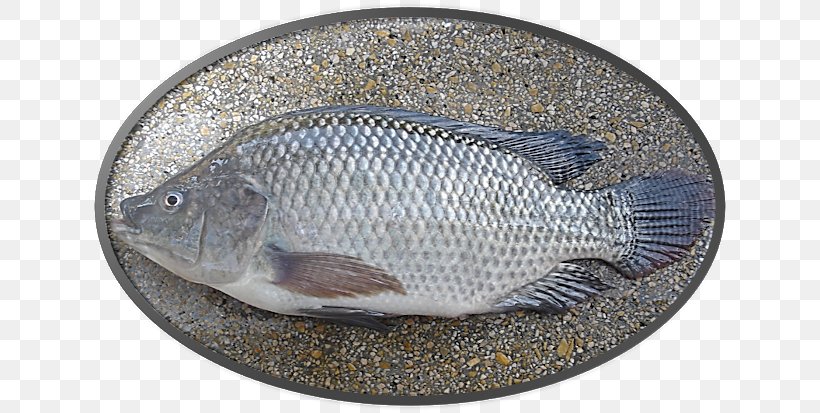 Nile Tilapia Bony Fishes Fish Farming, PNG, 640x413px, Tilapia, Arapaima, Bluegill, Bony Fishes, Fauna Download Free