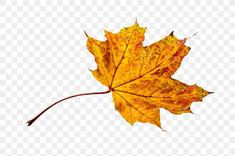 Clip Art Image Autumn Leaf, PNG, 960x640px, Autumn, Autumn Leaf Color, Image Resolution, Leaf, Maple Leaf Download Free