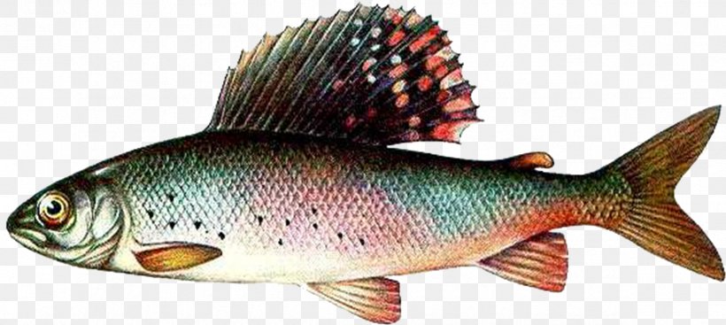 Salmon Arctic Grayling Milkfish Perch, PNG, 2368x1062px, Salmon, Arctic Grayling, Atlantic Bonito, Atlantic Salmon, Bony Fish Download Free
