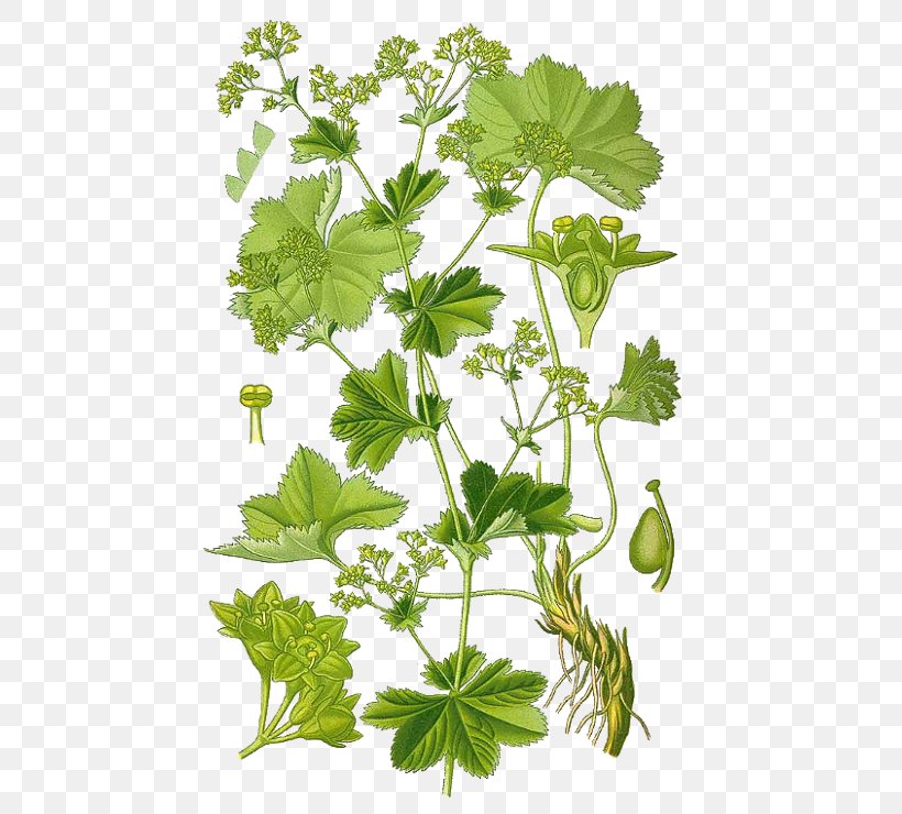 Alchemilla Vulgaris Garden Lady's-mantle Hairy Lady's Mantle Medicinal Plants Rose Family, PNG, 461x740px, Alchemilla Vulgaris, Alchemy, Annual Plant, Botanical Illustration, Botany Download Free