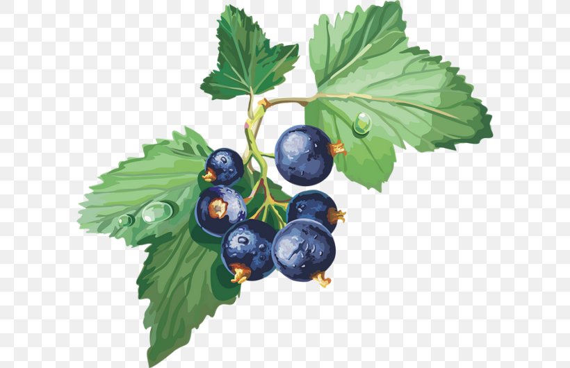 Gooseberry Bilberry Blackcurrant Blueberry Redcurrant, PNG, 600x530px, Gooseberry, Berry, Bilberry, Blackcurrant, Blueberry Download Free