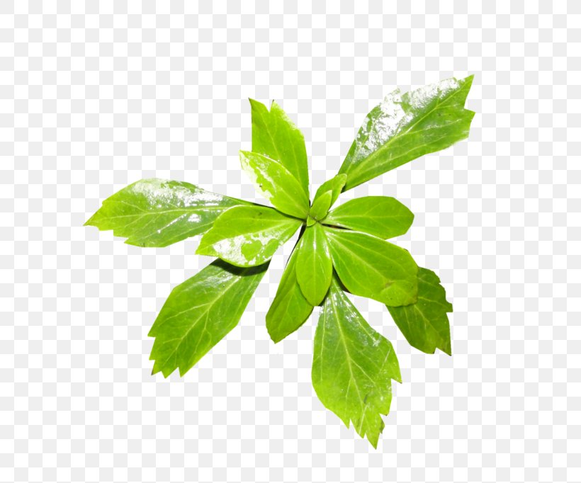 Leaf Plant Stem Tree Aquatic Plants, PNG, 700x682px, 9 January, Leaf, Aquatic Plants, Flower, Herb Download Free