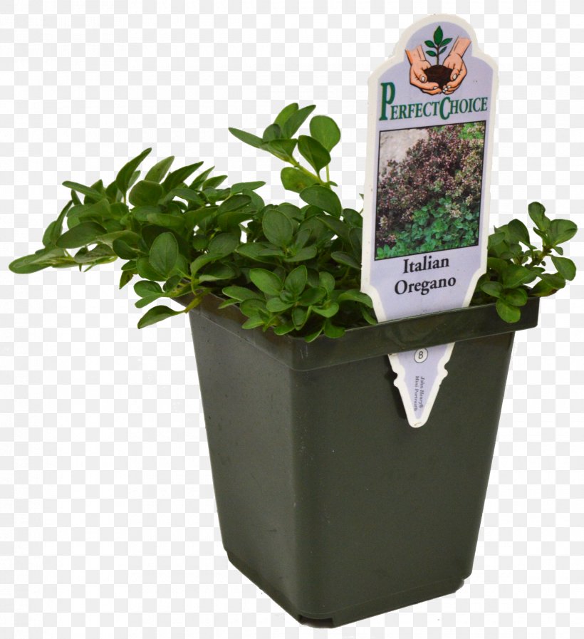 Mammoth Basil Pesto Herb Microgreen, PNG, 2340x2560px, Basil, Catnip, Chives, Fines Herbes, Flowerpot Download Free