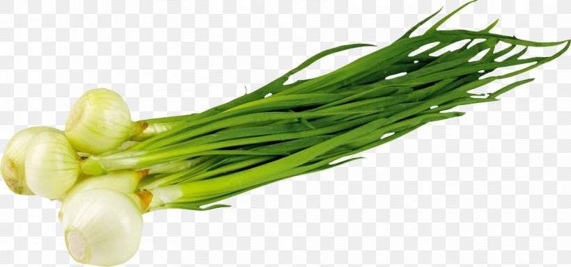 Onion Garlic Borscht Vegetable, PNG, 1632x765px, Onion, Alliaceae, Allium, Borscht, Choy Sum Download Free