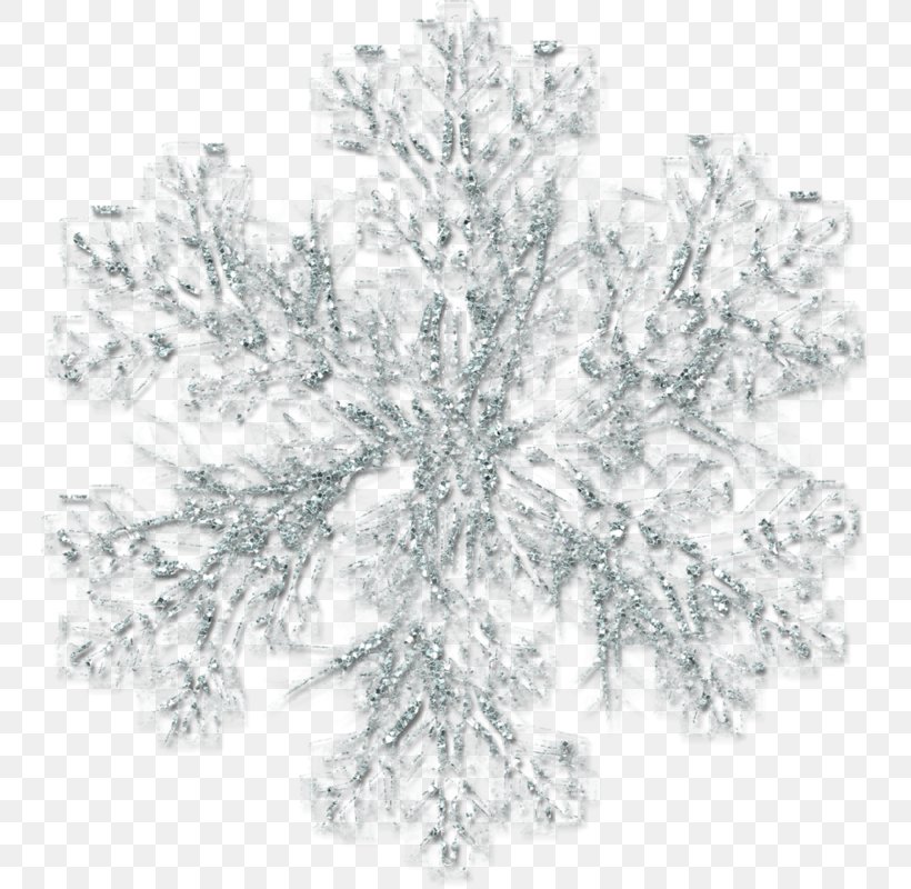 Winter, PNG, 746x800px, Winter, American Larch, Branch, Conifer, Drawing Download Free