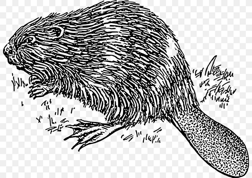 Beaver Clip Art, PNG, 800x578px, Beaver, Black And White, Carnivoran, Drawing, Echidna Download Free