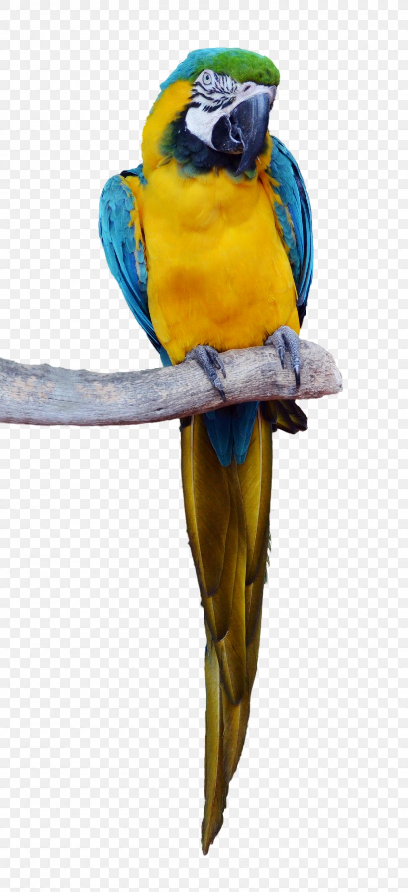 Parrot Bird Macaw Parakeet, PNG, 1600x3492px, Parrot, Animal, Beak, Bird, Common Pet Parakeet Download Free