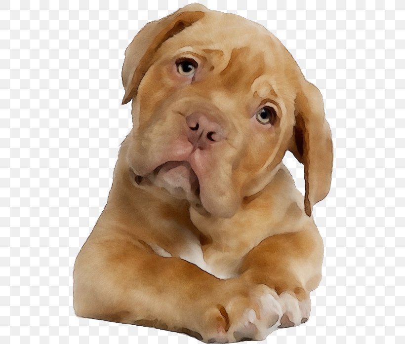 Dog Dog Breed Dogue De Bordeaux Vizsla Skin, PNG, 536x697px, Watercolor, Dog, Dog Breed, Dogue De Bordeaux, Paint Download Free