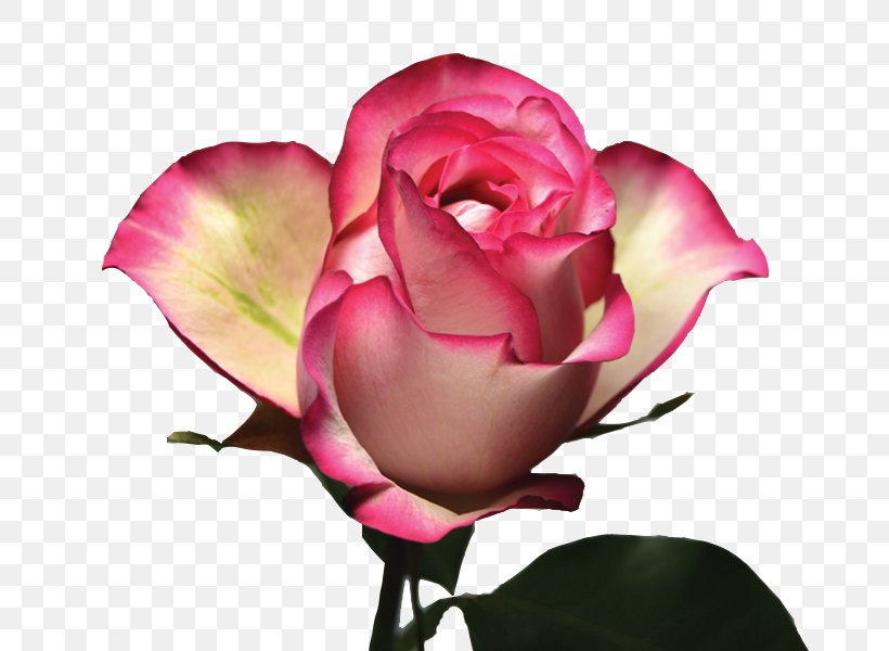 Garden Roses Cabbage Rose Floribunda Pink Color, PNG, 800x600px, Garden Roses, Bud, Cabbage Rose, Close Up, Color Download Free