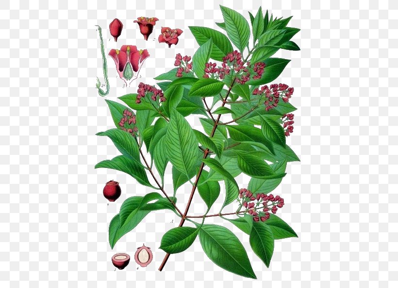 Indian Sandalwood Ayurveda Tree, PNG, 437x595px, Indian Sandalwood, Ayurveda, Branch, Chinese Chastetree, Cinnamomum Verum Download Free