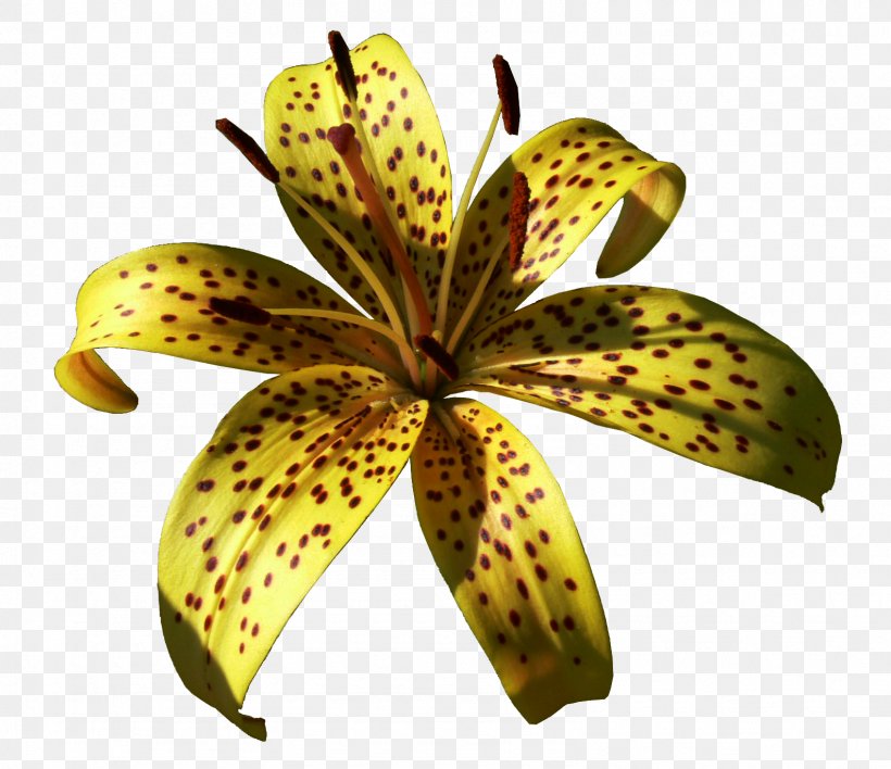 Lilium Yellow Daylily Clip Art, PNG, 1586x1370px, Lilium, Banana, Daylily, Flora, Flower Download Free