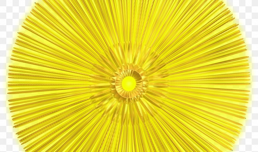 Line Symmetry Flower, PNG, 1068x630px, Symmetry, Flower, Yellow Download Free