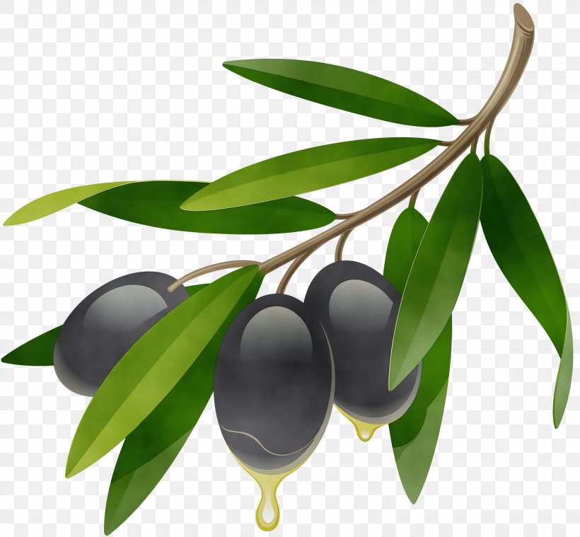 Plant Tree Leaf Olive Fruit, PNG, 3000x2778px, Watercolor, Branch, Flower, Flowering Plant, Food Download Free