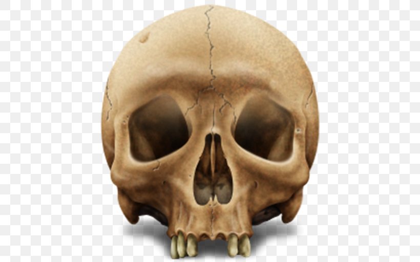 Skull Human Skeleton, PNG, 512x512px, Skull, Baner, Bone, Head, Human Skeleton Download Free