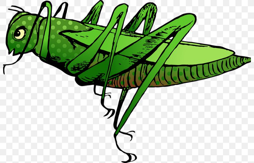 Stock.xchng Image Clip Art Vector Graphics, PNG, 800x525px, Grasshopper, Arthropod, Artwork, Cricket Like Insect, Fauna Download Free