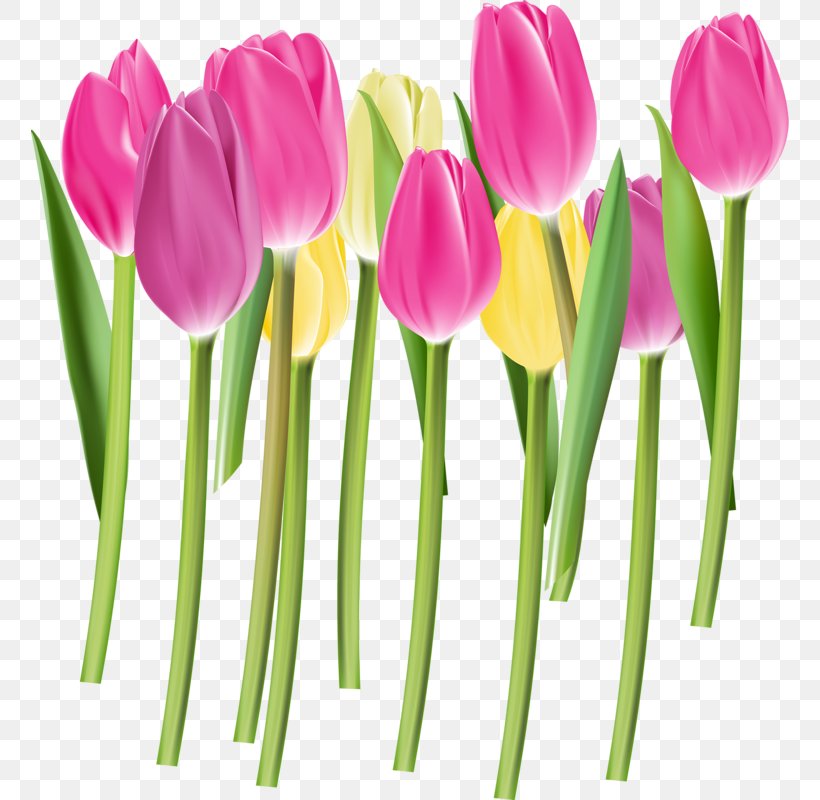 Tulip Euclidean Vector Flower Color Pink, PNG, 758x800px, Tulip, Color, Colorfulness, Cut Flowers, Floristry Download Free