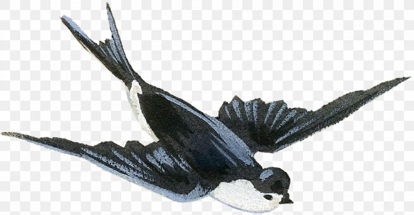Feather Fish Animal, PNG, 1200x626px, Feather, Animal, Animal Figure, Beak, Bird Download Free