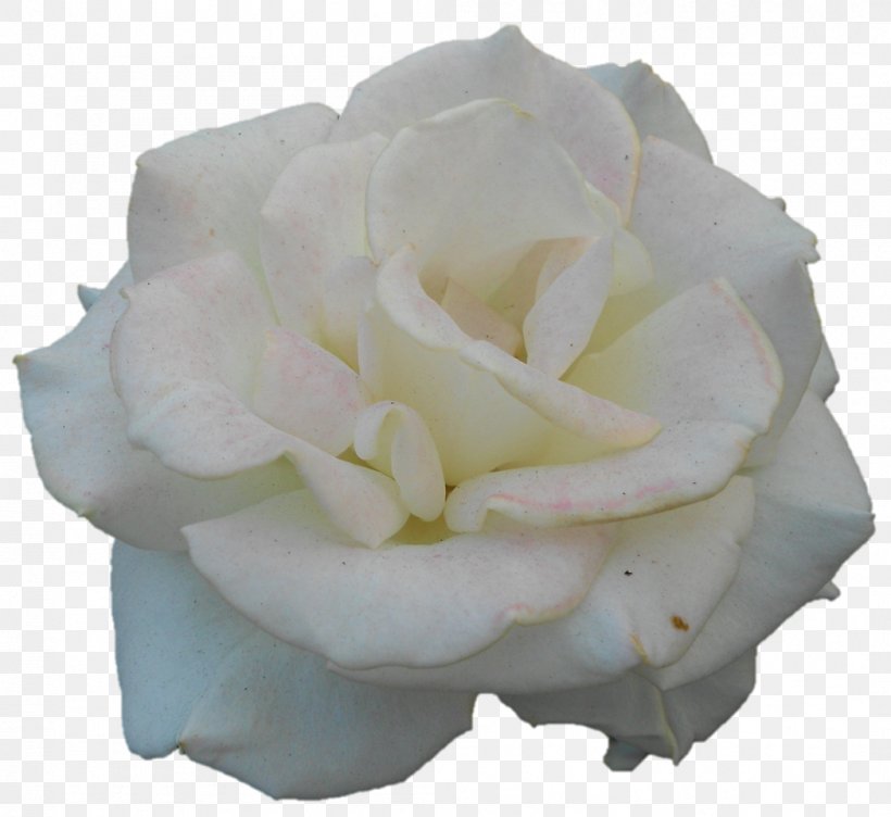Garden Roses Cabbage Rose Cut Flowers Petal, PNG, 1048x962px, Garden Roses, Cabbage Rose, Cut Flowers, Flower, Flowering Plant Download Free