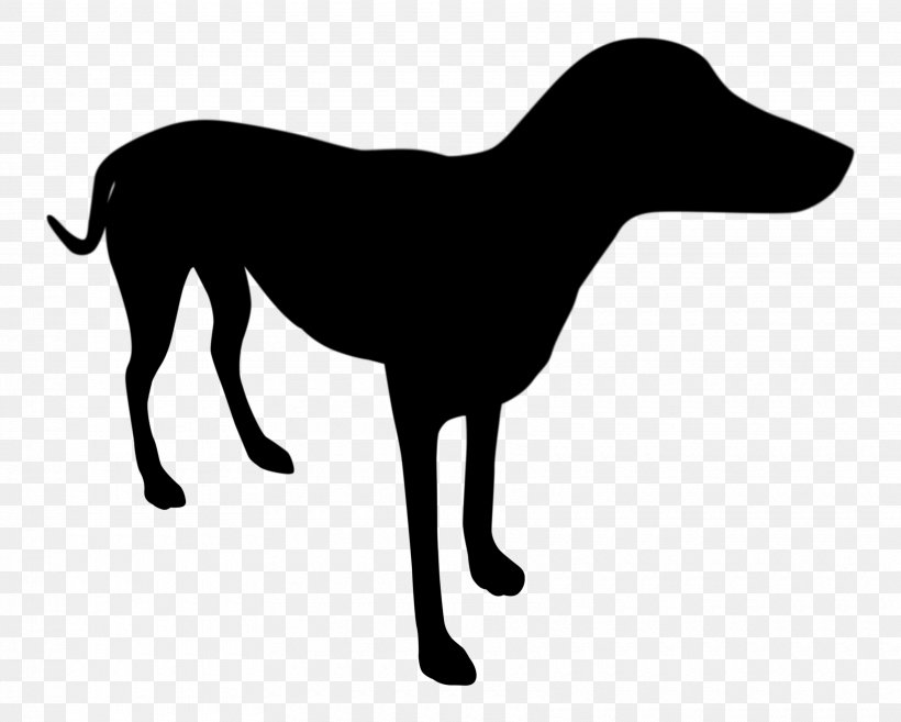 Italian Greyhound Dog Breed Longdog Clip Art, PNG, 3420x2742px, Italian Greyhound, Breed, Canidae, Carnivore, Dog Download Free