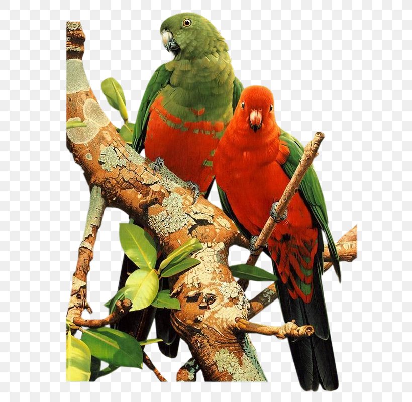 Parrot Lovebird Budgerigar, PNG, 620x800px, Parrot, Animation, Beak, Bird, Budgerigar Download Free