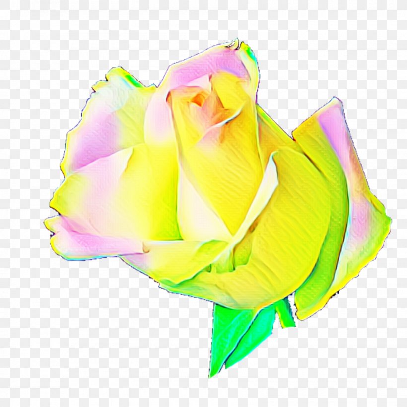 Rainbow Rose Garden Roses Cabbage Rose Petal Cut Flowers, PNG, 1600x1600px, Rainbow Rose, Cabbage Rose, Cut Flowers, Flower, Flowering Plant Download Free