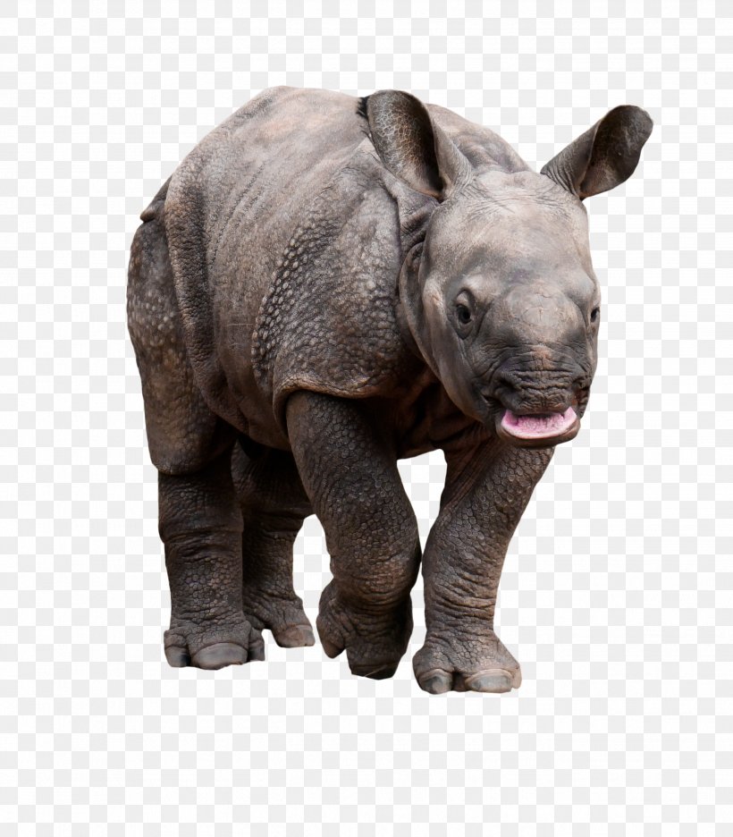 Rhinoceros Wildlife Pachydermata Animal Horn, PNG, 2682x3064px, Rhinoceros, Animal, Black Rhinoceros, Elephant, Fauna Download Free
