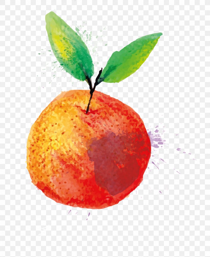 Watercolor Painting, PNG, 1888x2311px, Watercolor Painting, Apple, Citrus, Computer Monitors, Drawing Download Free