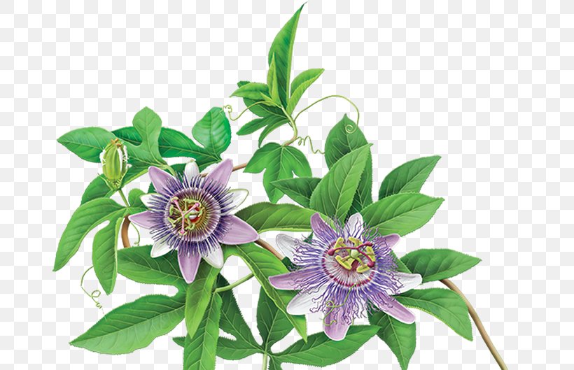 Green Tea Organic Food Flowering Tea Purple Passionflower, PNG, 682x529px, Tea, Black Tea, Camellia Sinensis, Cut Flowers, Flower Download Free