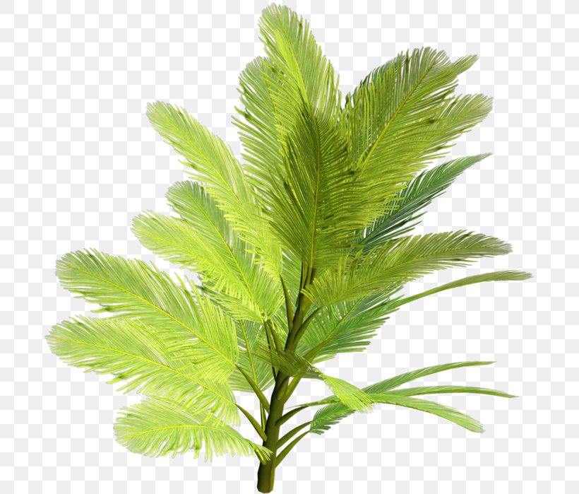 Holly Leaf, PNG, 700x699px, Shrub, Botany, Conifers, Evergreen, Fern Download Free