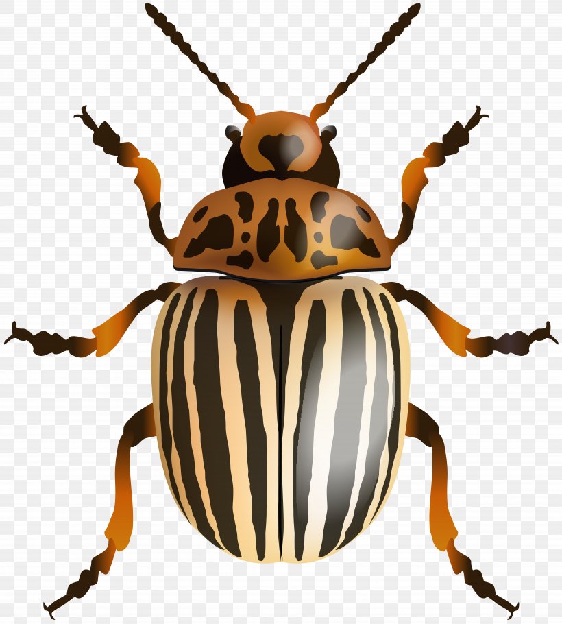 Japanese Rhinoceros Beetle Clip Art, PNG, 7201x8000px, Beetle, Arthropod, Cetonia Aurata, Drawing, Dung Beetle Download Free