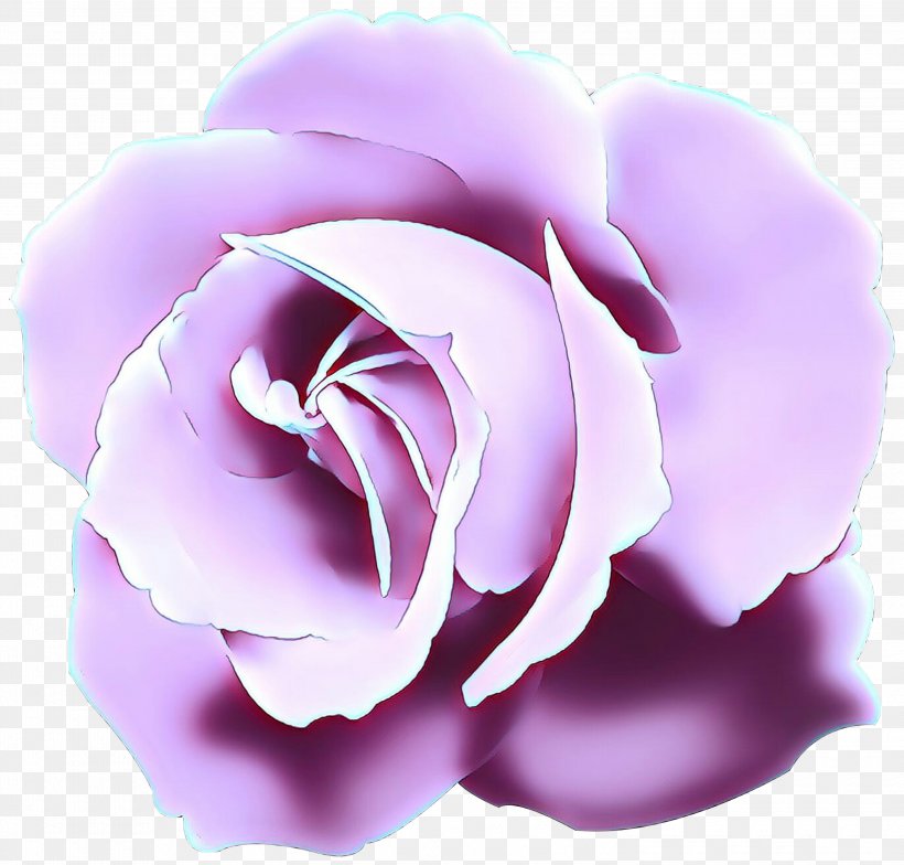 Garden Roses Cabbage Rose Petal Herbaceous Plant, PNG, 3000x2870px, Garden Roses, Cabbage Rose, Camellia, Cut Flowers, Family Download Free