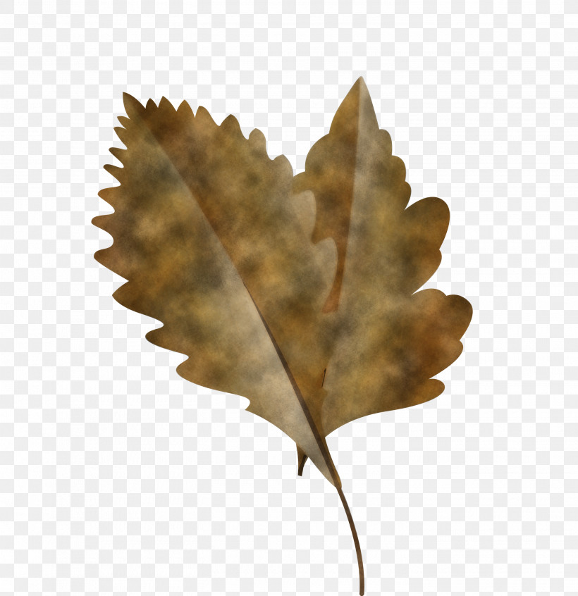 Leaf Root Red Maple Tree Autumn Leaf Color, PNG, 2905x3000px, Autumn Leaf, Autumn Leaf Color, Cartoon Leaf, Color, Fall Leaf Download Free