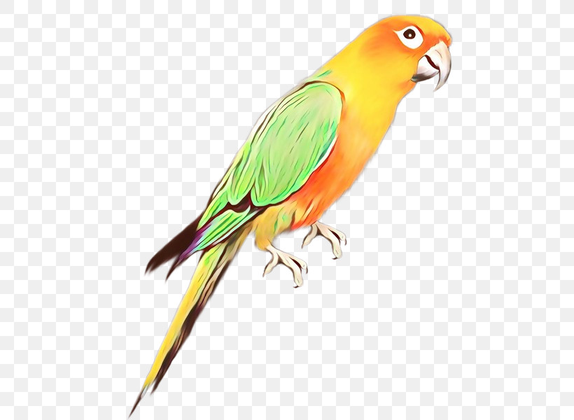 Lovebird, PNG, 483x600px, Bird, Beak, Budgie, Lovebird, Macaw Download Free