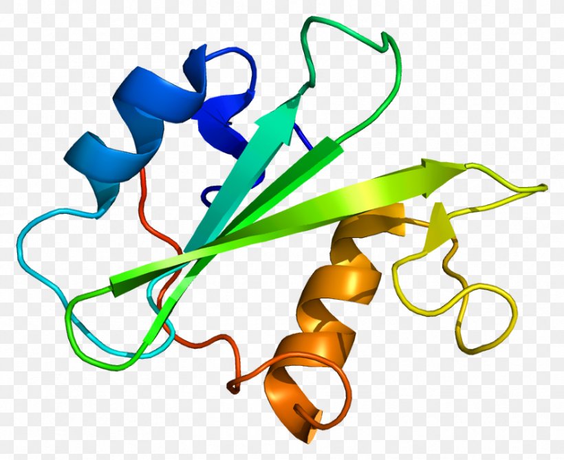 Megakaryocyte-associated Tyrosine Kinase Protein Leukocyte Receptor Tyrosine Kinase, PNG, 885x723px, Tyrosine Kinase, Artwork, Gene, Jakstat Signaling Pathway, Kinase Download Free