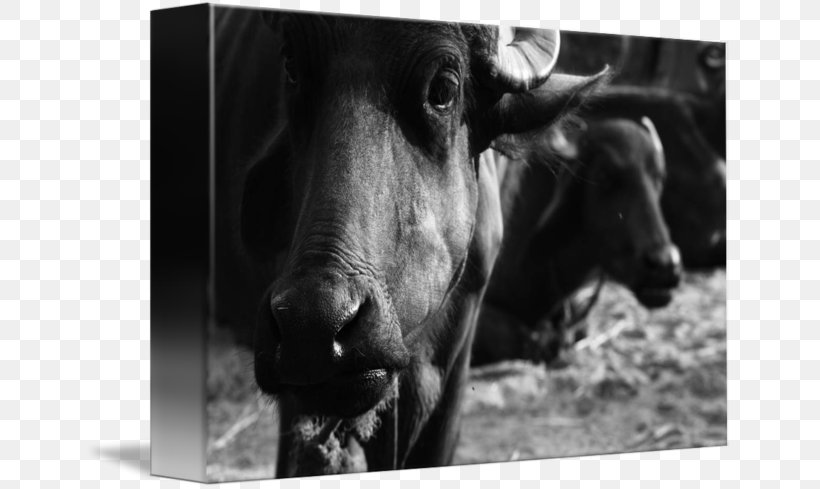 Bull Cattle Ox Horn Photography, PNG, 650x489px, Bull, Black And White, Cattle, Cattle Like Mammal, Cow Goat Family Download Free
