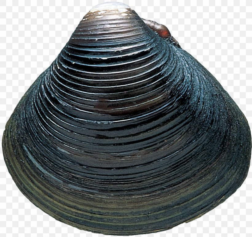 Cockle Seashell Clam Veneroida, PNG, 1073x1011px, Cockle, Artifact, Clam, Clams Oysters Mussels And Scallops, Conch Download Free