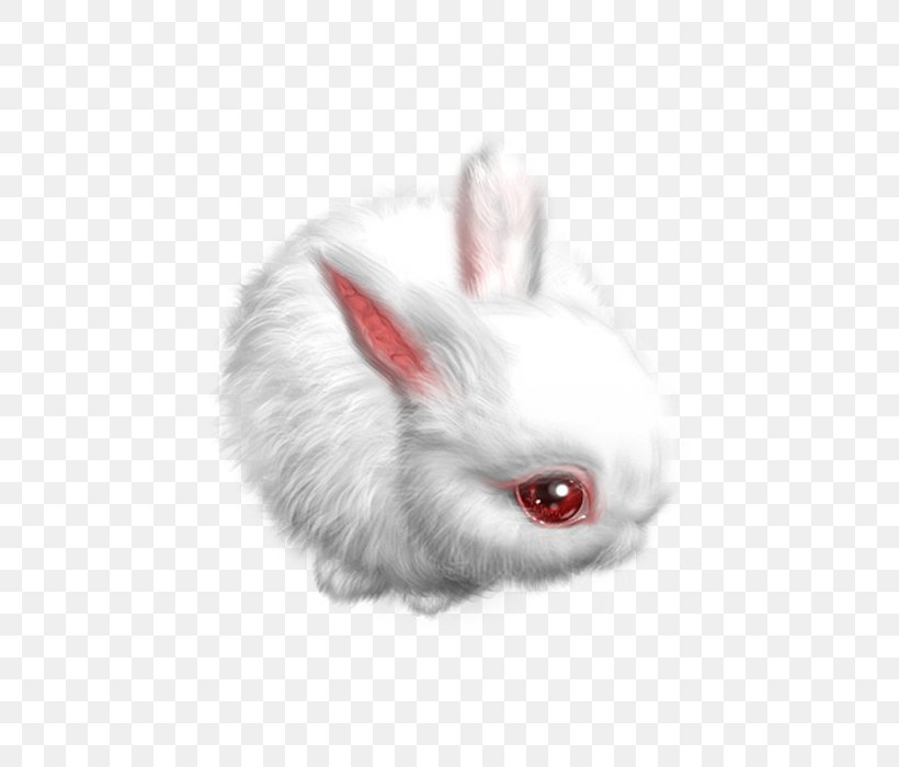 Domestic Rabbit Hare Little White Rabbit, PNG, 700x700px, Domestic Rabbit, Animal, Fur, Hare, Little White Rabbit Download Free
