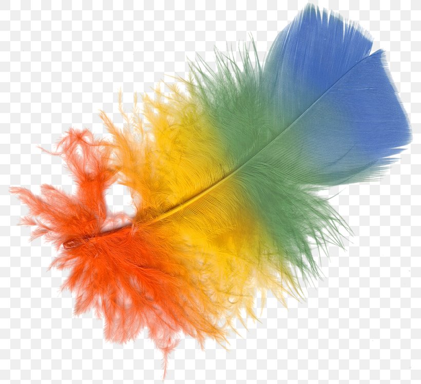 Feather Color, PNG, 800x748px, Feather, Adobe Systems, Color, Lossless Compression, Orange Download Free