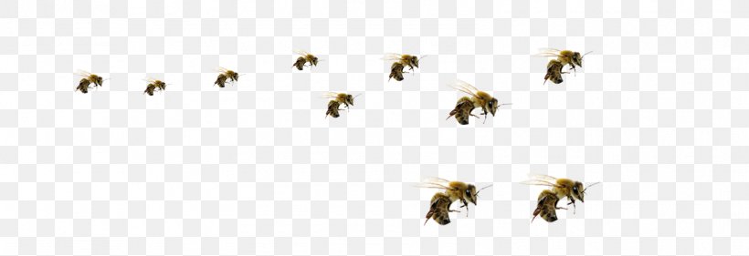 Honey Bee Hornet Insect Beehive, PNG, 1601x550px, Bee, Animal, Bee Sting, Beehive, Bombyliidae Download Free