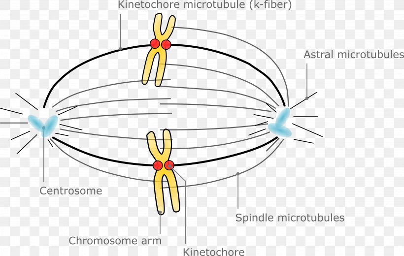 Microtubule Spindle Apparatus Oocyte Meiotic Chromosome Segregation Meiosis, PNG, 3656x2319px, Watercolor, Cartoon, Flower, Frame, Heart Download Free