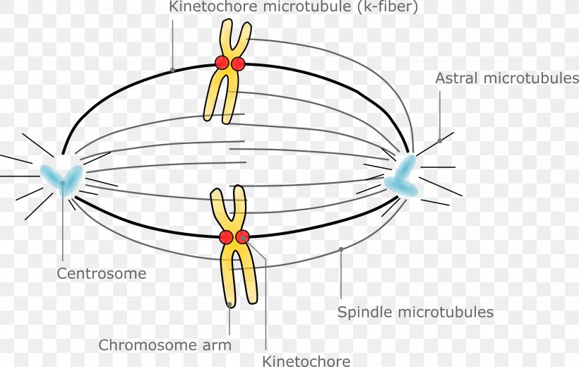 microtubule-spindle-apparatus-oocyte-meiotic-chromosome-segregation